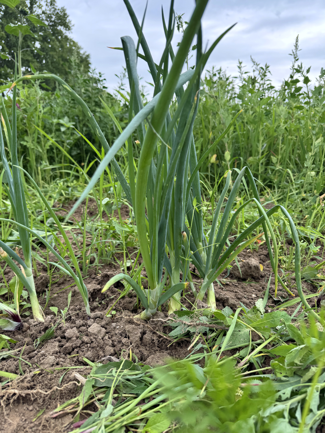 Gartenglück-15-06-02