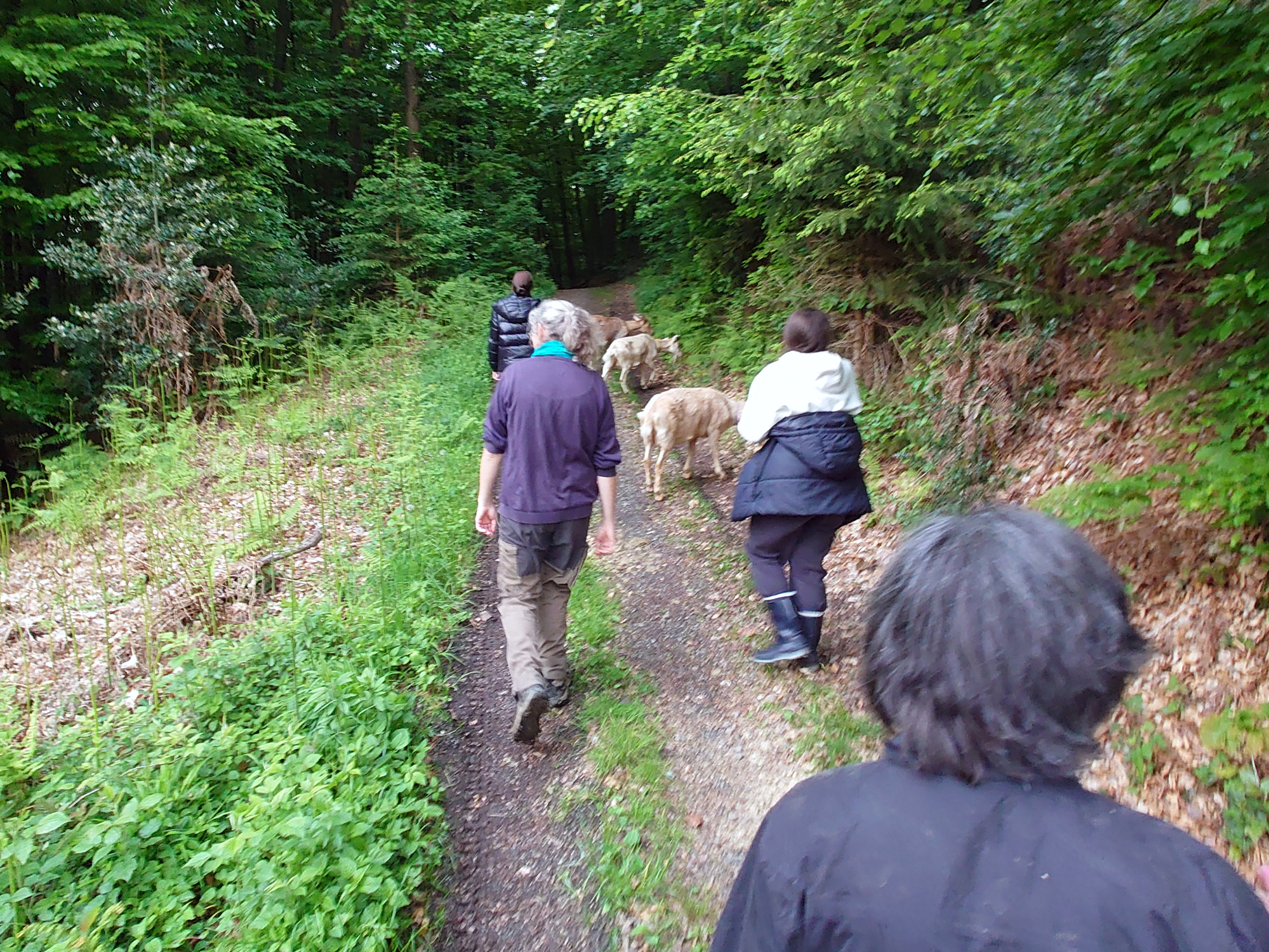 Klefhof Zusatz013_Ziegenwanderung