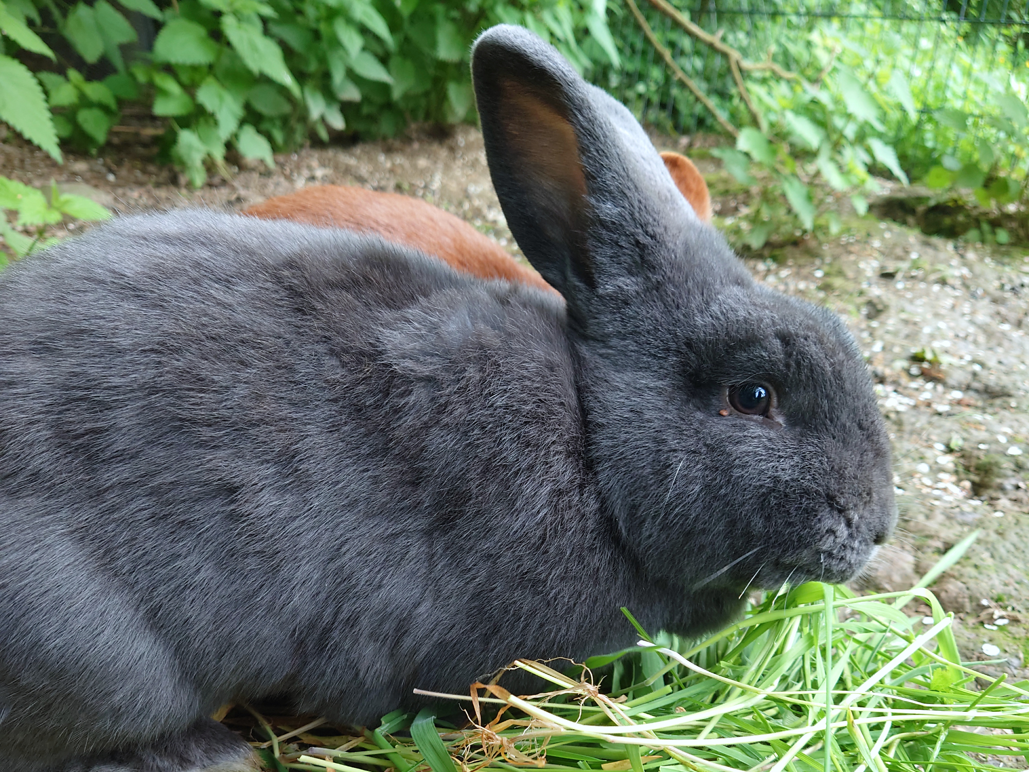 Klefhof Zusatz05_Kaninchen