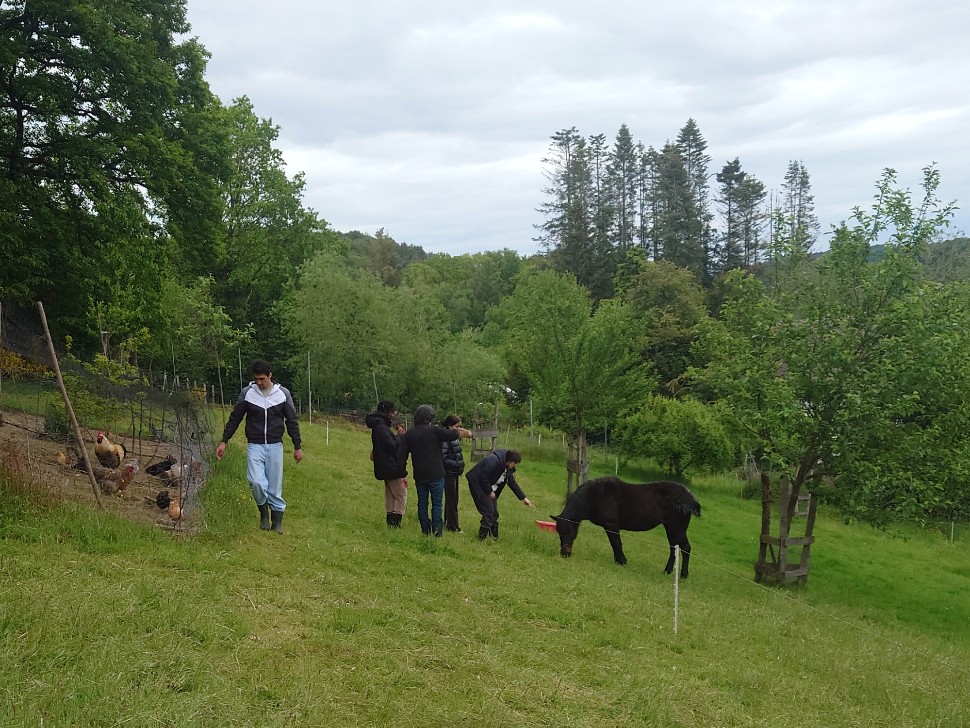 Klefhof Zusatz08_Pony